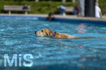 20.09.2026, Freibad Bad Wörishofen (Bayern), Hundebadetag im Freibad Sonnenbüchl in Bad Wörishofen. Nach der offizielle Schliessung des Bades für die Sommergäste dürfen die Hunde nochmal nach Herzenslust ins ungechlorte Wasser springen und toben. 