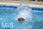 20.09.2026, Freibad Bad Wörishofen (Bayern), Hundebadetag im Freibad Sonnenbüchl in Bad Wörishofen. Nach der offizielle Schliessung des Bades für die Sommergäste dürfen die Hunde nochmal nach Herzenslust ins ungechlorte Wasser springen und toben. 