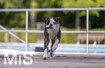 20.09.2026, Freibad Bad Wörishofen (Bayern), Hundebadetag im Freibad Sonnenbüchl in Bad Wörishofen. Nach der offizielle Schliessung des Bades für die Sommergäste dürfen die Hunde nochmal nach Herzenslust ins ungechlorte Wasser springen und toben.  Boxer im Lauf, 