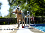 20.09.2026, Freibad Bad Wörishofen (Bayern), Hundebadetag im Freibad Sonnenbüchl in Bad Wörishofen. Nach der offizielle Schliessung des Bades für die Sommergäste dürfen die Hunde nochmal nach Herzenslust ins ungechlorte Wasser springen und toben. Wasser-Abschütteln nach dem Bad.