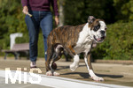 20.09.2026, Freibad Bad Wörishofen (Bayern), Hundebadetag im Freibad Sonnenbüchl in Bad Wörishofen. Nach der offizielle Schliessung des Bades für die Sommergäste dürfen die Hunde nochmal nach Herzenslust ins ungechlorte Wasser springen und toben. Boxer im Lauf 