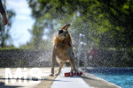 20.09.2026, Freibad Bad Wörishofen (Bayern), Hundebadetag im Freibad Sonnenbüchl in Bad Wörishofen. Nach der offizielle Schliessung des Bades für die Sommergäste dürfen die Hunde nochmal nach Herzenslust ins ungechlorte Wasser springen und toben. Wasser-Abschütteln nach dem Bad.