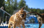 20.09.2026, Freibad Bad Wörishofen (Bayern), Hundebadetag im Freibad Sonnenbüchl in Bad Wörishofen. Nach der offizielle Schliessung des Bades für die Sommergäste dürfen die Hunde nochmal nach Herzenslust ins ungechlorte Wasser springen und toben. Wasser-Abschütteln nach dem Bad.