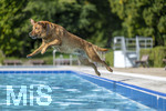 20.09.2026, Freibad Bad Wörishofen (Bayern), Hundebadetag im Freibad Sonnenbüchl in Bad Wörishofen. Nach der offizielle Schliessung des Bades für die Sommergäste dürfen die Hunde nochmal nach Herzenslust ins ungechlorte Wasser springen und toben. 