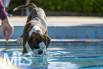 20.09.2026, Freibad Bad Wörishofen (Bayern), Hundebadetag im Freibad Sonnenbüchl in Bad Wörishofen. Nach der offizielle Schliessung des Bades für die Sommergäste dürfen die Hunde nochmal nach Herzenslust ins ungechlorte Wasser springen und toben. Boxer trinkt Wasser.