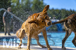20.09.2026, Freibad Bad Wörishofen (Bayern), Hundebadetag im Freibad Sonnenbüchl in Bad Wörishofen. Nach der offizielle Schliessung des Bades für die Sommergäste dürfen die Hunde nochmal nach Herzenslust ins ungechlorte Wasser springen und toben. Wasser-Abschütteln nach dem Bad.