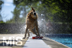 20.09.2026, Freibad Bad Wörishofen (Bayern), Hundebadetag im Freibad Sonnenbüchl in Bad Wörishofen. Nach der offizielle Schliessung des Bades für die Sommergäste dürfen die Hunde nochmal nach Herzenslust ins ungechlorte Wasser springen und toben. Wasser-Abschütteln nach dem Bad.