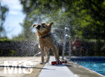 20.09.2026, Freibad Bad Wörishofen (Bayern), Hundebadetag im Freibad Sonnenbüchl in Bad Wörishofen. Nach der offizielle Schliessung des Bades für die Sommergäste dürfen die Hunde nochmal nach Herzenslust ins ungechlorte Wasser springen und toben. Wasser-Abschütteln nach dem Bad.