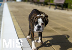 20.09.2026, Freibad Bad Wörishofen (Bayern), Hundebadetag im Freibad Sonnenbüchl in Bad Wörishofen. Nach der offizielle Schliessung des Bades für die Sommergäste dürfen die Hunde nochmal nach Herzenslust ins ungechlorte Wasser springen und toben.  Boxer im Lauf, 