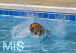 20.09.2026, Freibad Bad Wörishofen (Bayern), Hundebadetag im Freibad Sonnenbüchl in Bad Wörishofen. Nach der offizielle Schliessung des Bades für die Sommergäste dürfen die Hunde nochmal nach Herzenslust ins ungechlorte Wasser springen und toben. 