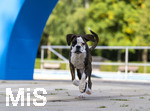 20.09.2026, Freibad Bad Wörishofen (Bayern), Hundebadetag im Freibad Sonnenbüchl in Bad Wörishofen. Nach der offizielle Schliessung des Bades für die Sommergäste dürfen die Hunde nochmal nach Herzenslust ins ungechlorte Wasser springen und toben.  Boxer im Lauf, 