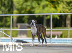 20.09.2026, Freibad Bad Wörishofen (Bayern), Hundebadetag im Freibad Sonnenbüchl in Bad Wörishofen. Nach der offizielle Schliessung des Bades für die Sommergäste dürfen die Hunde nochmal nach Herzenslust ins ungechlorte Wasser springen und toben.  Boxer im Lauf, 