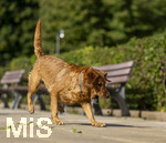 20.09.2026, Freibad Bad Wörishofen (Bayern), Hundebadetag im Freibad Sonnenbüchl in Bad Wörishofen. Nach der offizielle Schliessung des Bades für die Sommergäste dürfen die Hunde nochmal nach Herzenslust ins ungechlorte Wasser springen und toben.  Golden Retriever