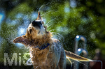 20.09.2026, Freibad Bad Wörishofen (Bayern), Hundebadetag im Freibad Sonnenbüchl in Bad Wörishofen. Nach der offizielle Schliessung des Bades für die Sommergäste dürfen die Hunde nochmal nach Herzenslust ins ungechlorte Wasser springen und toben. Wasser-Abschütteln nach dem Bad. 