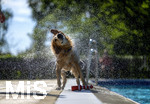 20.09.2026, Freibad Bad Wörishofen (Bayern), Hundebadetag im Freibad Sonnenbüchl in Bad Wörishofen. Nach der offizielle Schliessung des Bades für die Sommergäste dürfen die Hunde nochmal nach Herzenslust ins ungechlorte Wasser springen und toben. Wasser-Abschütteln nach dem Bad.