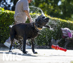 20.09.2026, Freibad Bad Wörishofen (Bayern), Hundebadetag im Freibad Sonnenbüchl in Bad Wörishofen. Nach der offizielle Schliessung des Bades für die Sommergäste dürfen die Hunde nochmal nach Herzenslust ins ungechlorte Wasser springen und toben. Wasser-Abschütteln nach dem Bad.