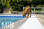 20.09.2026, Freibad Bad Wörishofen (Bayern), Hundebadetag im Freibad Sonnenbüchl in Bad Wörishofen. Nach der offizielle Schliessung des Bades für die Sommergäste dürfen die Hunde nochmal nach Herzenslust ins ungechlorte Wasser springen und toben.  Golden Retriever
