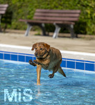 20.09.2026, Freibad Bad Wörishofen (Bayern), Hundebadetag im Freibad Sonnenbüchl in Bad Wörishofen. Nach der offizielle Schliessung des Bades für die Sommergäste dürfen die Hunde nochmal nach Herzenslust ins ungechlorte Wasser springen und toben. 
