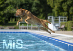 20.09.2026, Freibad Bad Wörishofen (Bayern), Hundebadetag im Freibad Sonnenbüchl in Bad Wörishofen. Nach der offizielle Schliessung des Bades für die Sommergäste dürfen die Hunde nochmal nach Herzenslust ins ungechlorte Wasser springen und toben. 