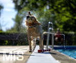 20.09.2026, Freibad Bad Wörishofen (Bayern), Hundebadetag im Freibad Sonnenbüchl in Bad Wörishofen. Nach der offizielle Schliessung des Bades für die Sommergäste dürfen die Hunde nochmal nach Herzenslust ins ungechlorte Wasser springen und toben. Wasser-Abschütteln nach dem Bad.