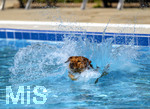 20.09.2026, Freibad Bad Wörishofen (Bayern), Hundebadetag im Freibad Sonnenbüchl in Bad Wörishofen. Nach der offizielle Schliessung des Bades für die Sommergäste dürfen die Hunde nochmal nach Herzenslust ins ungechlorte Wasser springen und toben. 
