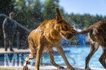 20.09.2026, Freibad Bad Wörishofen (Bayern), Hundebadetag im Freibad Sonnenbüchl in Bad Wörishofen. Nach der offizielle Schliessung des Bades für die Sommergäste dürfen die Hunde nochmal nach Herzenslust ins ungechlorte Wasser springen und toben. Wasser-Abschütteln nach dem Bad.