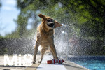 20.09.2026, Freibad Bad Wörishofen (Bayern), Hundebadetag im Freibad Sonnenbüchl in Bad Wörishofen. Nach der offizielle Schliessung des Bades für die Sommergäste dürfen die Hunde nochmal nach Herzenslust ins ungechlorte Wasser springen und toben. Wasser-Abschütteln nach dem Bad.