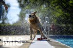 20.09.2026, Freibad Bad Wörishofen (Bayern), Hundebadetag im Freibad Sonnenbüchl in Bad Wörishofen. Nach der offizielle Schliessung des Bades für die Sommergäste dürfen die Hunde nochmal nach Herzenslust ins ungechlorte Wasser springen und toben. Wasser-Abschütteln nach dem Bad. 