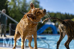 20.09.2026, Freibad Bad Wörishofen (Bayern), Hundebadetag im Freibad Sonnenbüchl in Bad Wörishofen. Nach der offizielle Schliessung des Bades für die Sommergäste dürfen die Hunde nochmal nach Herzenslust ins ungechlorte Wasser springen und toben. Wasser-Abschütteln nach dem Bad.