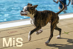 20.09.2026, Freibad Bad Wörishofen (Bayern), Hundebadetag im Freibad Sonnenbüchl in Bad Wörishofen. Nach der offizielle Schliessung des Bades für die Sommergäste dürfen die Hunde nochmal nach Herzenslust ins ungechlorte Wasser springen und toben.  Boxer im Lauf, 