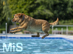20.09.2026, Freibad Bad Wörishofen (Bayern), Hundebadetag im Freibad Sonnenbüchl in Bad Wörishofen. Nach der offizielle Schliessung des Bades für die Sommergäste dürfen die Hunde nochmal nach Herzenslust ins ungechlorte Wasser springen und toben. 