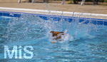 20.09.2026, Freibad Bad Wörishofen (Bayern), Hundebadetag im Freibad Sonnenbüchl in Bad Wörishofen. Nach der offizielle Schliessung des Bades für die Sommergäste dürfen die Hunde nochmal nach Herzenslust ins ungechlorte Wasser springen und toben. 