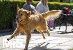 20.09.2026, Freibad Bad Wörishofen (Bayern), Hundebadetag im Freibad Sonnenbüchl in Bad Wörishofen. Nach der offizielle Schliessung des Bades für die Sommergäste dürfen die Hunde nochmal nach Herzenslust ins ungechlorte Wasser springen und toben. 
