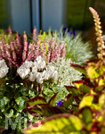 07.10.2026, Mindelheim, Alpenveilchen (Cyclamen) und Heidekraut (Ericaceae) auf dem Balkon, In Kombination mit anderen Pflanzen oder Dekorationsartikeln peppen die farbenfrohen Callunen einerseits ihr Umfeld auf und setzen stylische Akzente im Garten, auf der Terrasse oder in der Wohnung.  