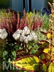 07.10.2026, Mindelheim, Alpenveilchen (Cyclamen) und Heidekraut (Ericaceae) auf dem Balkon, In Kombination mit anderen Pflanzen oder Dekorationsartikeln peppen die farbenfrohen Callunen einerseits ihr Umfeld auf und setzen stylische Akzente im Garten, auf der Terrasse oder in der Wohnung.  