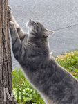 04.10.2026,  Bad Wörishofen im Unterallgäu: EIne Katze kratzt mit den Krallen an einem Baum in einem Wohngebiet.   