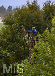 13.10.2026,  Bad Wörishofen (Bayern),  Baumpflege durch einen Arbeiter auf einem Baumstamm, die Aste in den hohen Baumkronen werden einzeln abgetragen und der Stamm Meter für Meter abgesägt bis nach unten.