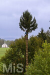 13.10.2026,  Bad Wörishofen (Bayern),  Baumpflege durch einen Arbeiter auf einem Baumstamm, die Aste in den hohen Baumkronen werden einzeln abgetragen und der Stamm Meter für Meter abgesägt bis nach unten.