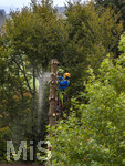 13.10.2026,  Bad Wörishofen (Bayern),  Baumpflege durch einen Arbeiter auf einem Baumstamm, die Aste in den hohen Baumkronen werden einzeln abgetragen und der Stamm Meter für Meter abgesägt bis nach unten.