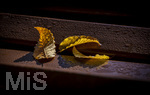 17.10.2026,  Bad Wörishofen, der Kurpark leuchtet in den Herbstfarben. Golden gefärbtes Herbstlaub liegt auf einer Bank.
