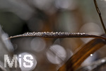 17.10.2026,  Bad Wörishofen, der Kurpark leuchtet in den Herbstfarben.  Auf Blättern von Schilfpflanzen glitzern die Tautropfen. 