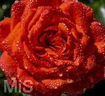 17.10.2026,  Bad Wörishofen, der Kurpark leuchtet in den Herbstfarben. Auf den noch blühenden Rosen hat sich Morgentau gebildet und glitzert nun in der frühen Morgensonne wie wertvolle Diamanten.