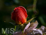 17.10.2026,  Bad Wörishofen, der Kurpark leuchtet in den Herbstfarben. Auf den noch blühenden Rosen hat sich Morgentau gebildet und glitzert nun in der frühen Morgensonne wie wertvolle Diamanten.