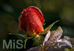 17.10.2026,  Bad Wörishofen, der Kurpark leuchtet in den Herbstfarben. Auf den noch blühenden Rosen hat sich Morgentau gebildet und glitzert nun in der frühen Morgensonne wie wertvolle Diamanten.