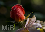17.10.2026,  Bad Wörishofen, der Kurpark leuchtet in den Herbstfarben. Auf den noch blühenden Rosen hat sich Morgentau gebildet und glitzert nun in der frühen Morgensonne wie wertvolle Diamanten.