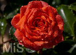 17.10.2026,  Bad Wörishofen, der Kurpark leuchtet in den Herbstfarben. Auf den noch blühenden Rosen hat sich Morgentau gebildet und glitzert nun in der frühen Morgensonne wie wertvolle Diamanten.