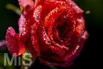 17.10.2026,  Bad Wörishofen, der Kurpark leuchtet in den Herbstfarben. Auf den noch blühenden Rosen hat sich Morgentau gebildet und glitzert nun in der frühen Morgensonne wie wertvolle Diamanten.