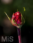 17.10.2026,  Bad Wörishofen, der Kurpark leuchtet in den Herbstfarben. Auf den noch blühenden Rosen hat sich Morgentau gebildet und glitzert nun in der frühen Morgensonne wie wertvolle Diamanten.