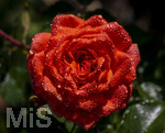 17.10.2026,  Bad Wörishofen, der Kurpark leuchtet in den Herbstfarben. Auf den noch blühenden Rosen hat sich Morgentau gebildet und glitzert nun in der frühen Morgensonne wie wertvolle Diamanten.