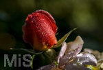 17.10.2026,  Bad Wörishofen, der Kurpark leuchtet in den Herbstfarben. Auf den noch blühenden Rosen hat sich Morgentau gebildet und glitzert nun in der frühen Morgensonne wie wertvolle Diamanten.